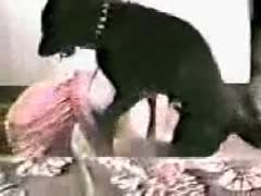 The dog sniffs the pet porn owner's ass.